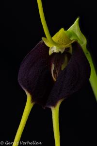 Masdevallia bicolor