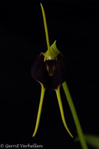 Masdevallia bicolor