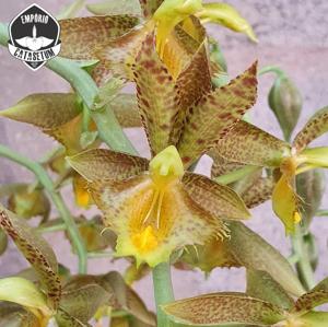 Catasetum triodon