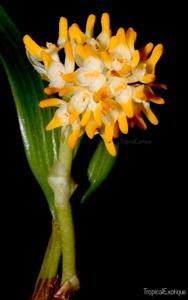 Bulbophyllum odoratissimum