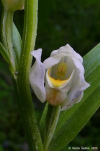 Cephalanthera damasonium