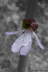 Orchis purpurea