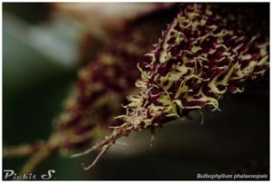 Bulbophyllum phalaenopsis