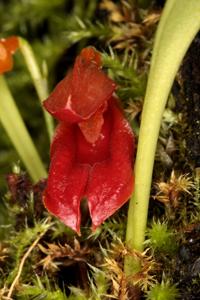 Specklinia montezumae