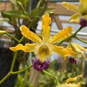 Myrmecophila thomsoniana var. minor