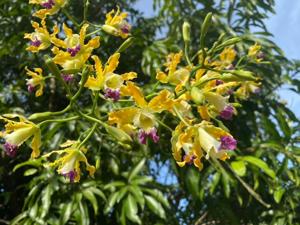 Myrmecophila thomsoniana var. minor