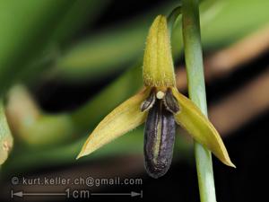 Bulbophyllum nigrescens