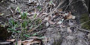 Bulbophyllum nigrescens