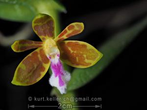 Trichoglottis seidenfadenii