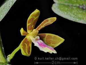 Trichoglottis seidenfadenii