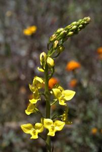 Eulophia speciosa