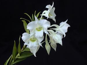 Dendrobium dearei