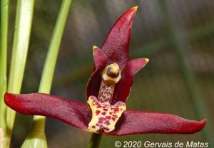 Maxillaria tenuifolia