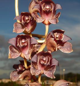 Grammatophyllum stapeliiflorum