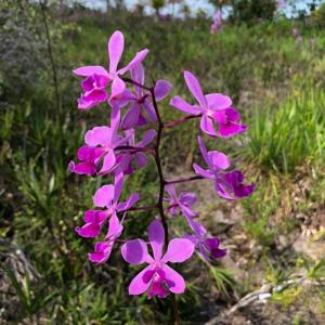 Encyclia dichroma