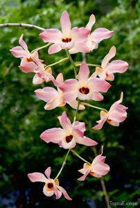 Dendrobium moschatum