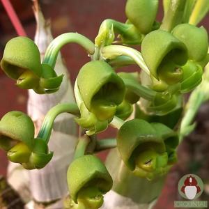 Catasetum juruenense