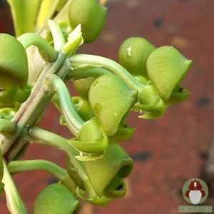 Catasetum juruenense