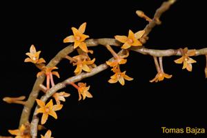 Aerangis hariotiana