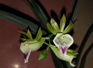 Galeandra styllomisantha