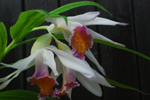 Thunia alba var. alba