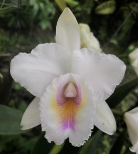 Cattleya quadricolor