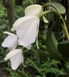 Cattleya quadricolor