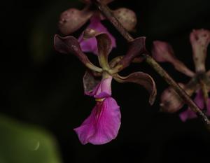 Encyclia cordigera