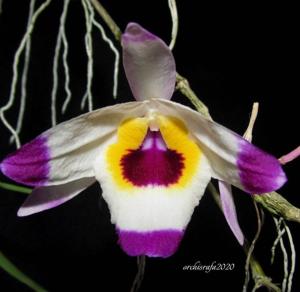 Dendrobium falconeri