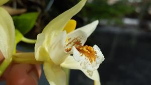 Coelogyne asperata