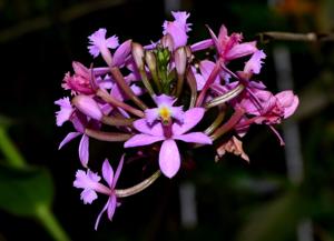 Epidendrum secundum