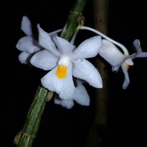 Dendrobium atjehense