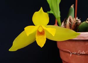 Lycaste cruenta