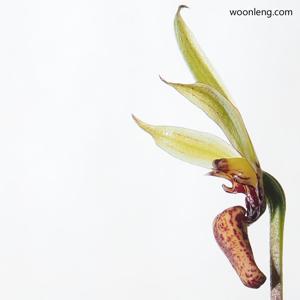 Bulbophyllum foetidum