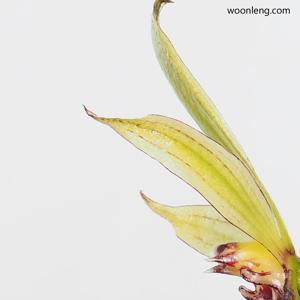 Bulbophyllum foetidum