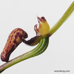 Bulbophyllum foetidum