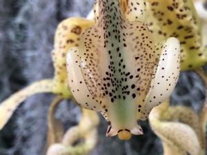 Stanhopea deltoidea