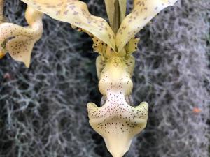 Stanhopea deltoidea