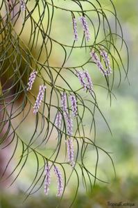 Schoenorchis juncifolia