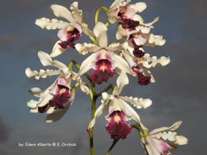 Myrmecophila thomsoniana var. thomsoniana