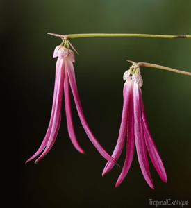 Bulbophyllum plumatum