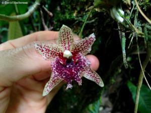 Kefersteinia tolimensis