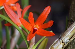 Scaphyglottis bidentata