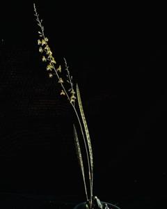 Oeceoclades perrieri
