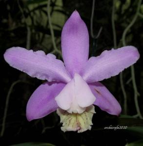 Cattleya kerrii