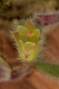Trichotosia dasyphylla