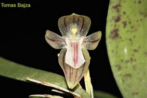 Pleurothallopsis pandurata