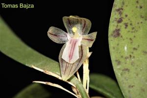 Pleurothallopsis pandurata