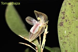 Pleurothallopsis pandurata