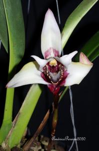 Maxillaria sanderiana